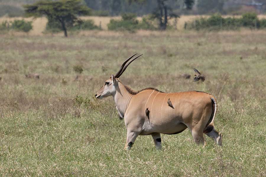 Eland antelope with oxpecker birds on its back in Samburu, Kenya Eland antelope with oxpecker birds on its back in Samburu, Kenya