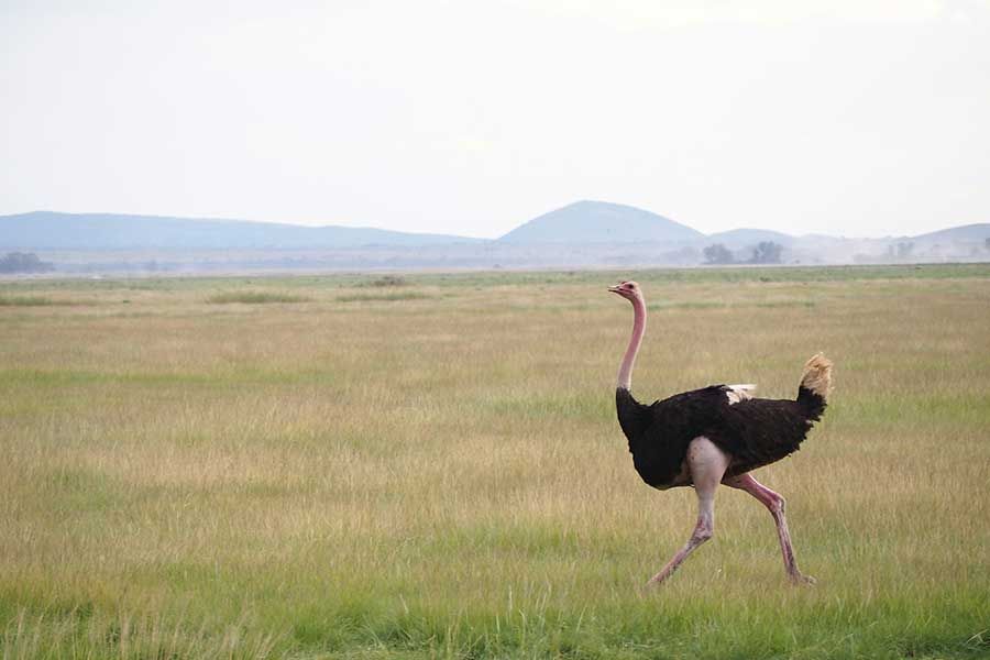 Kenya Kenya travel packages
