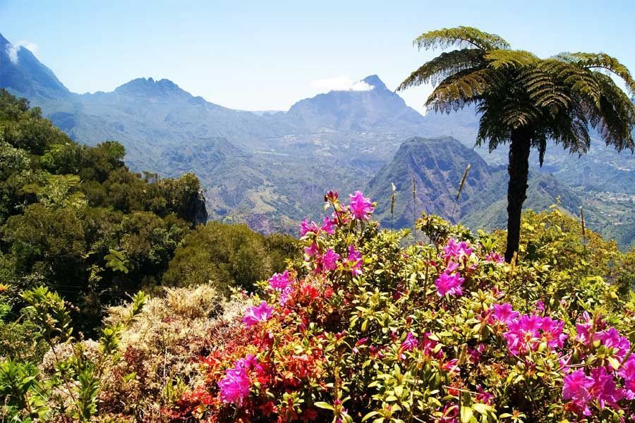 Pink flowers and a palm tree framing a lush tropical mountain valley landscape