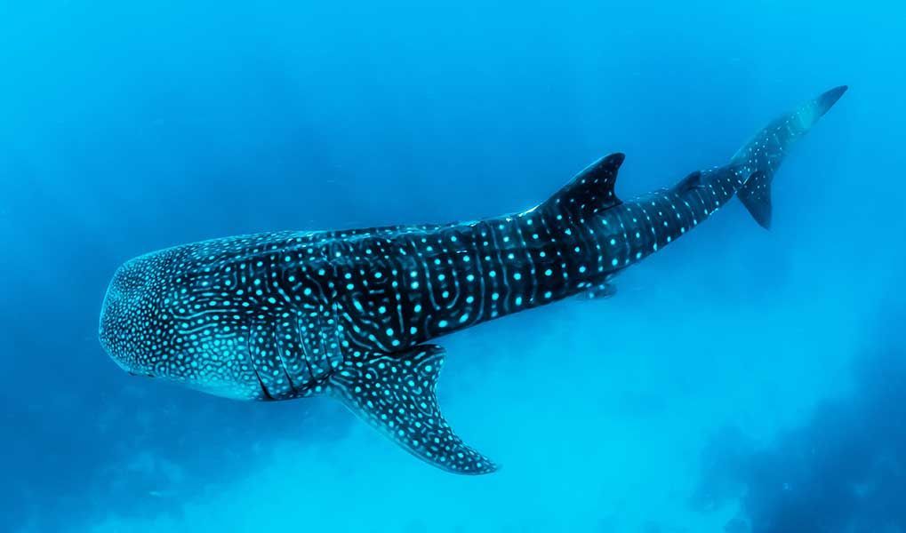 Whale shark swimming through the deep blue waters of the Maldives. Whale shark swimming through the deep blue waters of the Maldives.