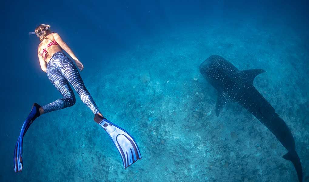 Snorkeller swimming alongside a whale shark in the clear waters of the Maldives.