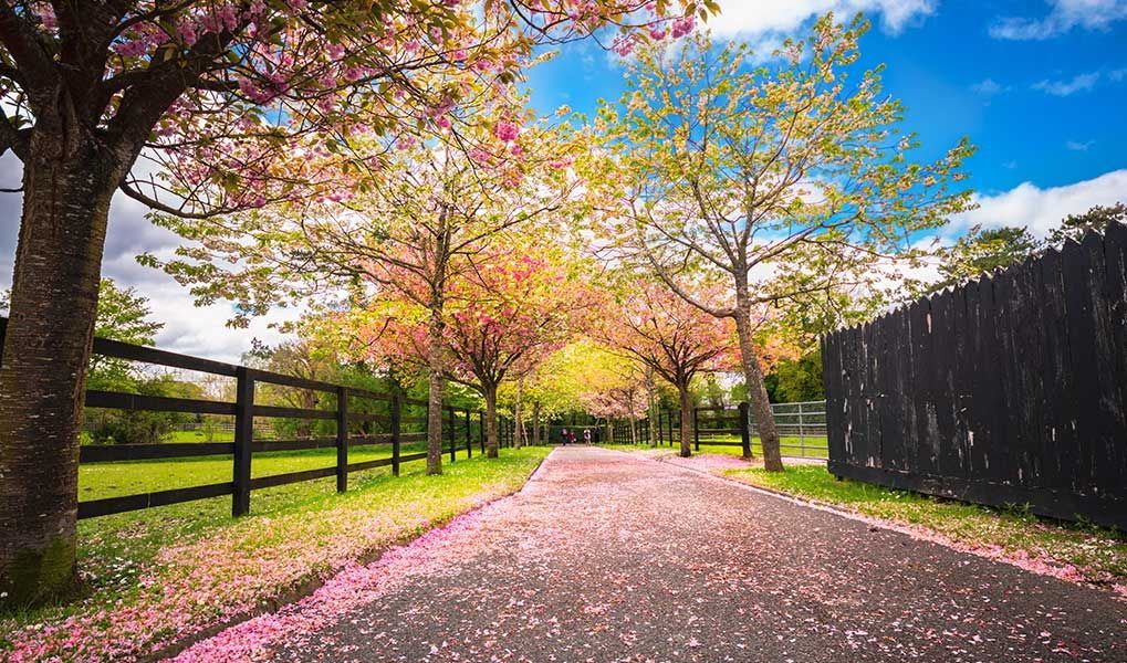 Ireland holiday package Ireland holiday package