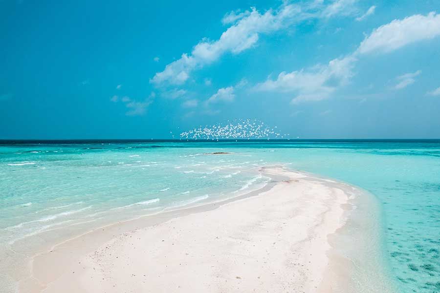 Flock of birds flying over a white sandbank surrounded by turquoise sea Flock of birds flying over a white sandbank surrounded by turquoise sea