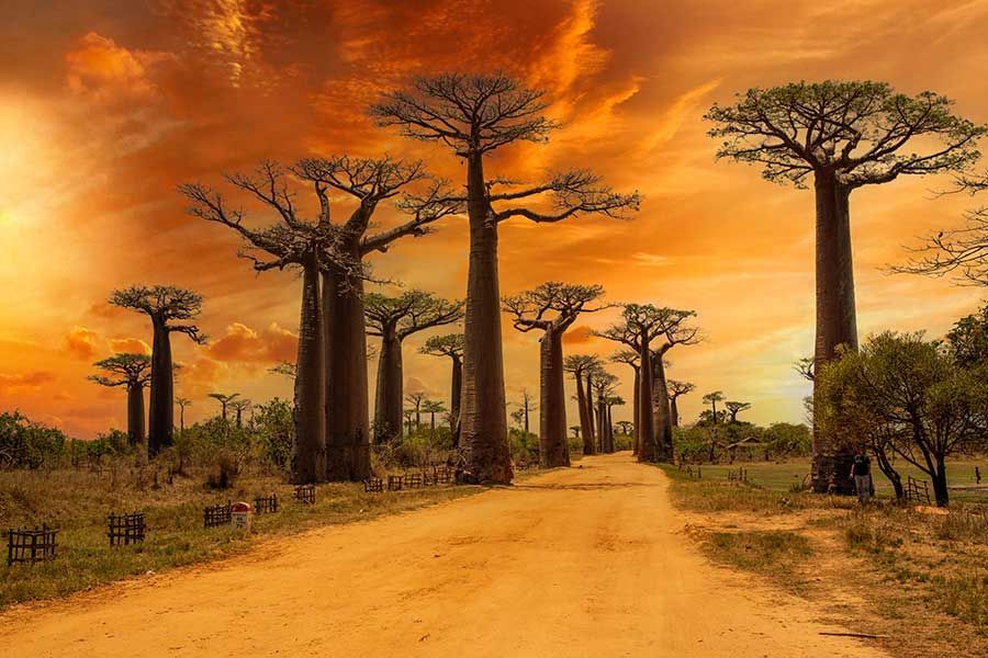 Baobab trees lining a dirt road at sunset, Madagascar's famous Avenue of the Baobabs Baobab trees lining a dirt road at sunset, Madagascar's famous Avenue of the Baobabs