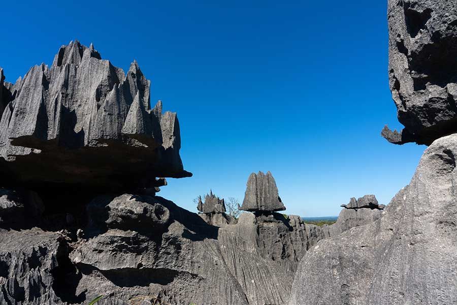 Grey limestone pinnacles of Tsingy de Bemaraha in Madagascar under a clear blue sky