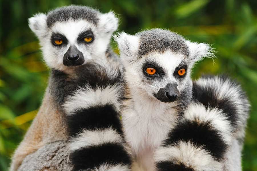 Madagascar all inclusive packages Escape to Madagascar, a paradise where adventure meets luxury. From the turquoise waters of Nosy Be to the surreal landscapes of Tsingy de Bemaraha, this island offers an exclusive getaway for travelers seeking unique experiences. Enjoy private beachside dinners, world-class snorkeling, and spa treatments infused with Malagasy essential oils. For a seamless journey, Quintrip curates Madagascar all inclusive packages, ensuring personalized itineraries, luxury accommodations, and thrilling excursions. Whether you're after a cultural escape or a romantic retreat, explore Madagascar specials with Quintrip for an unforgettable holiday.