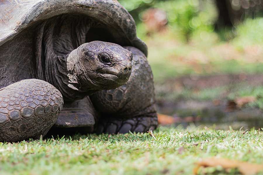 Seychelles honeymoon package Seychelles honeymoon package