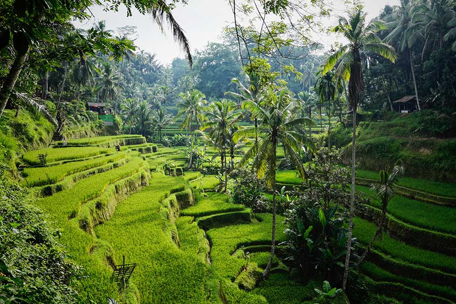 Rice Terraces, North of Ubud, Tegelalang, Bali Rice terraces in Bali's central highlands