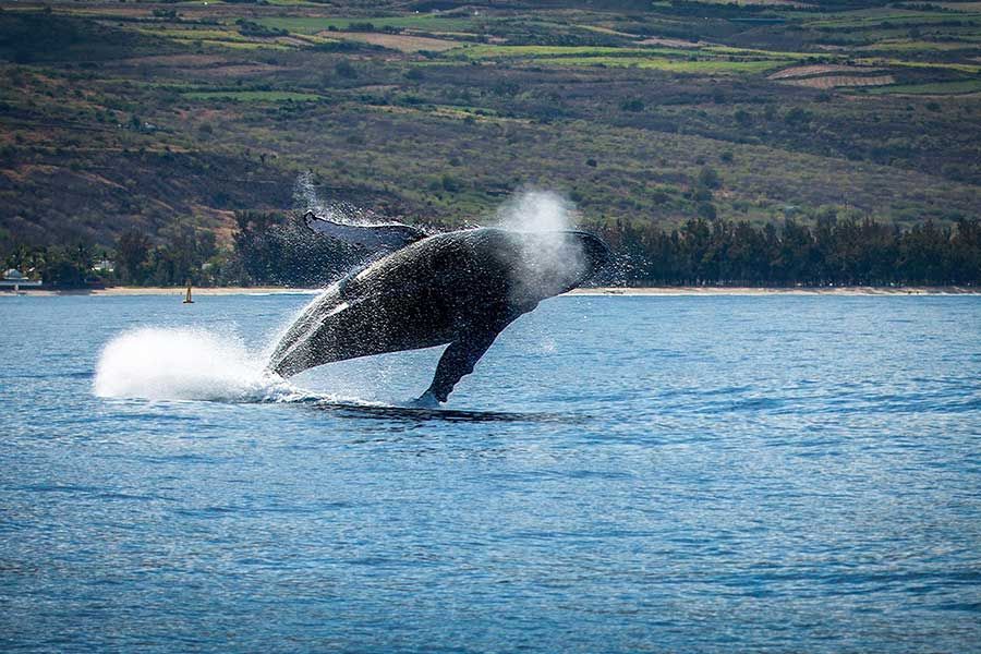 Reunion Island holidays all inclusive Reunion Island holidays all inclusive