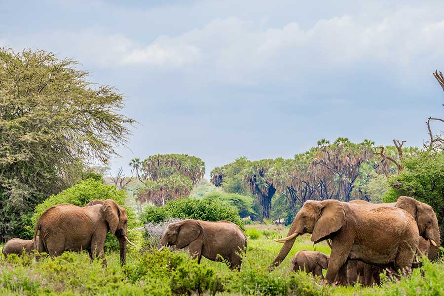 Samburu, Kenya - Quintrip Blog | Cheap Vacation Packages