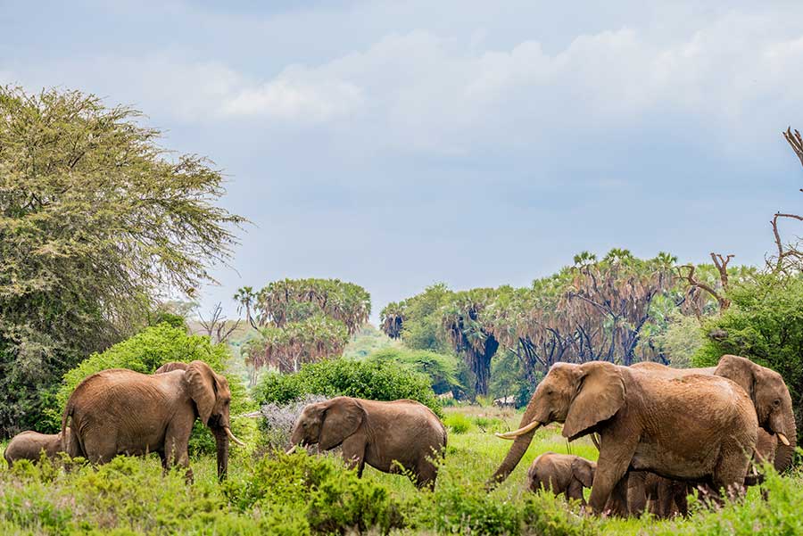 Landscape of Samburu County, northern Kenya