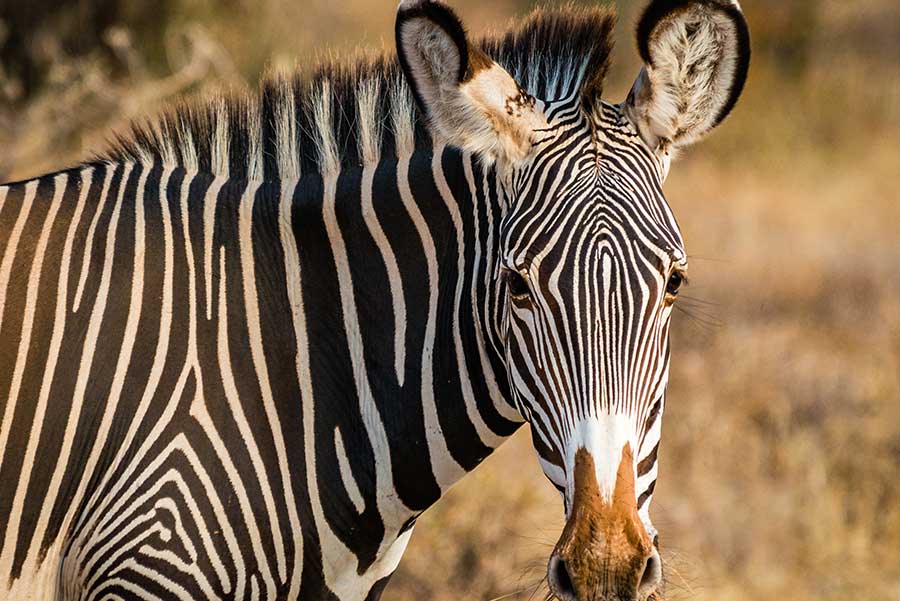 Grevy's zebra in Samburu, Kenya Grevy's zebra in Samburu, Kenya