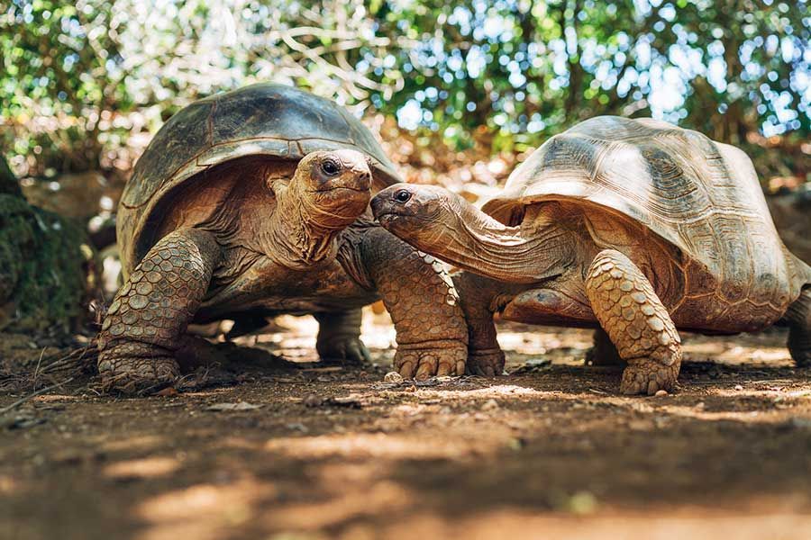 Giant Aldabra tortoises in a natural Seychelles reserve. Giant Aldabra tortoises in a natural Seychelles reserve.