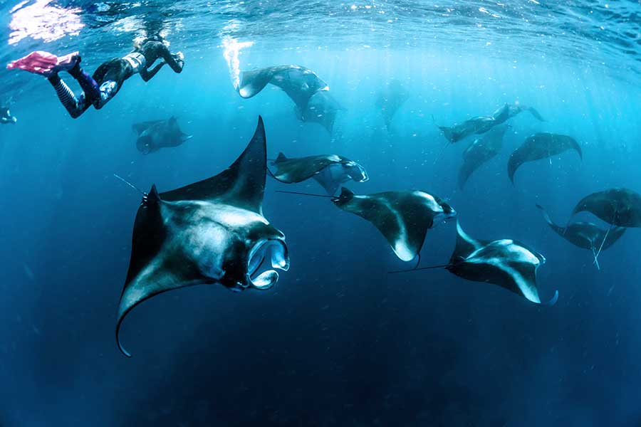 Mantas, Maldives Diver exploring coral reef near Ari Atoll, Maldives