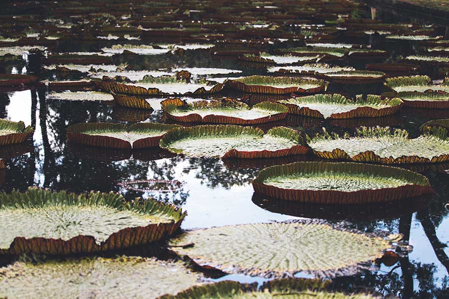 The Sir Seewoosagur Ramgoolam Botanic Park, also known as the Pamplemousses Botanic Garden, is a prominent tourist destination in Pamplemousses, near Port Louis, Mauritius, that you can visit with our vacation packages. It is the oldest botanical garden in the Southern Hemisphere. The Garden of Pamplemousse is situated in the same-named area in Mauritius' northwest. With a surface area of 37 hectares, this tropical botanical garden will reveal its numerous species originating from the four corners of the world, filling you with wonder during your all-inclusive friends package.