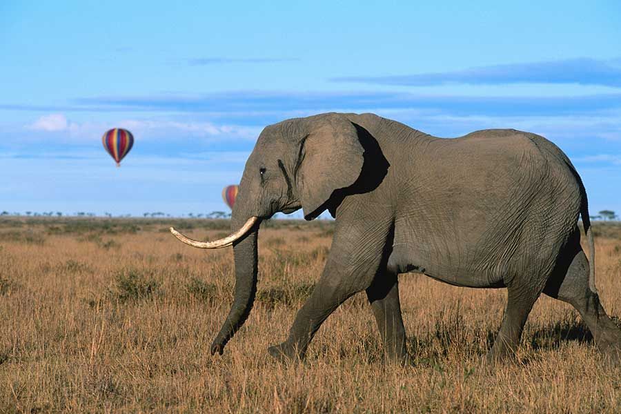 Holidays in Kenya Holidays in Kenya