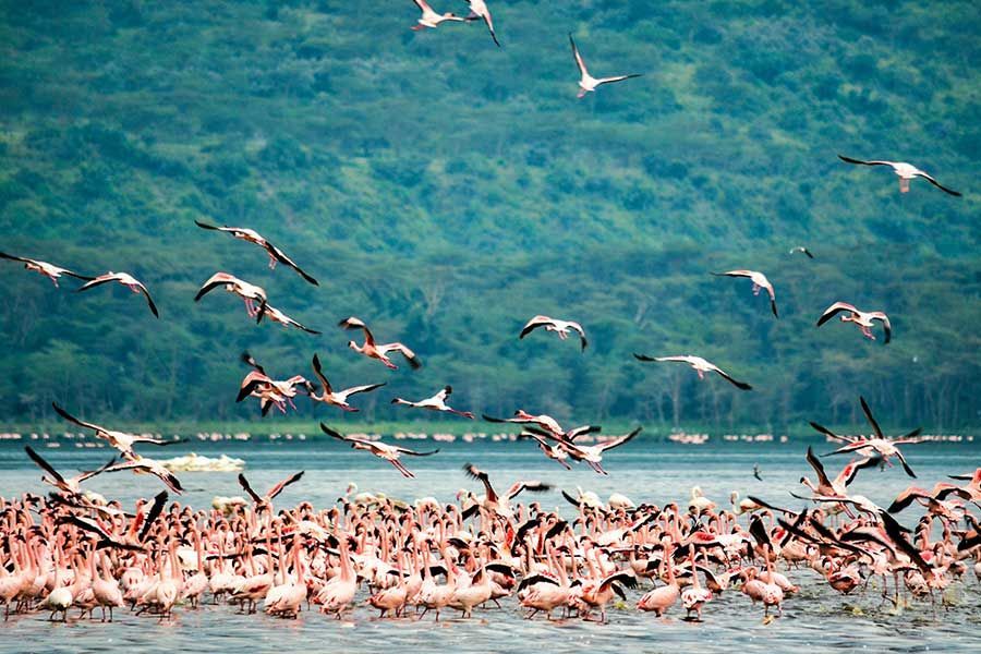 Flock of flamingos taking flight over a lake in Kenya, forested hills behind Flock of flamingos taking flight over a lake in Kenya, forested hills behind