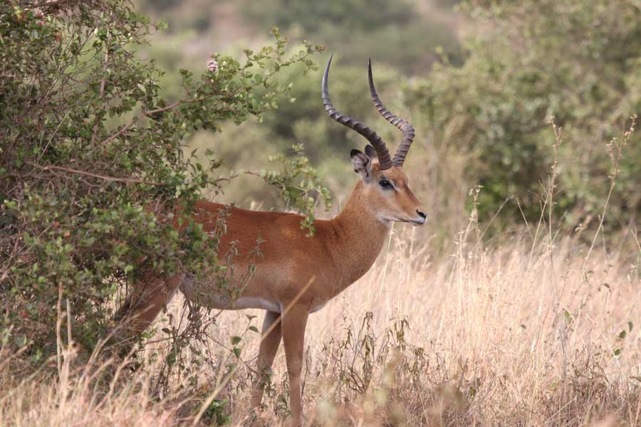 Impala in Nairobi National Park, Kenya Impala in Nairobi National Park, Kenya