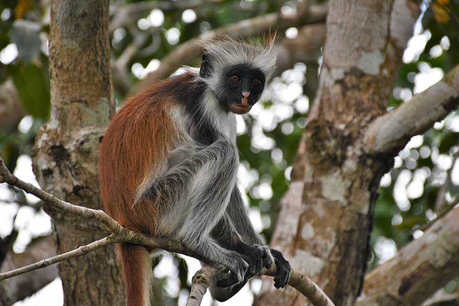 Zanzibar red colobus monkey in Jozani Forest Zanzibar red colobus monkey in Jozani Forest