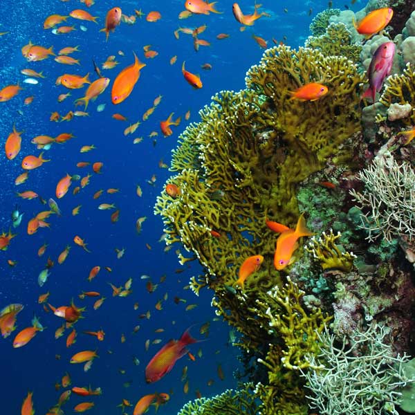 Zanzibar holiday packages