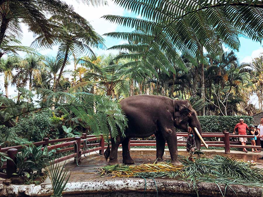 Experience in elephant natural habitat - Ubud, Bali Balinese cultural scene, popular with families visiting the island