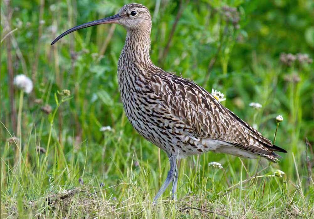 Naturschutz Eschentriebsterben