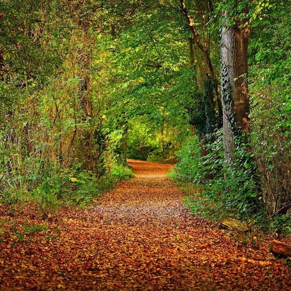 1. Bitte auf den Wegen bleiben: Sträucher, Bäume und Gräser gedeihen am besten, wenn sie keiner zertrampelt.