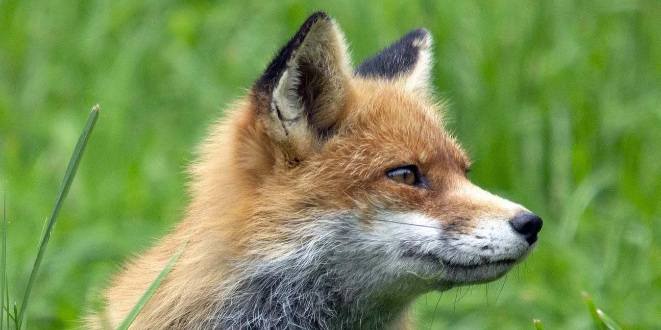 Naturschutz Mähtod Kitzrettung