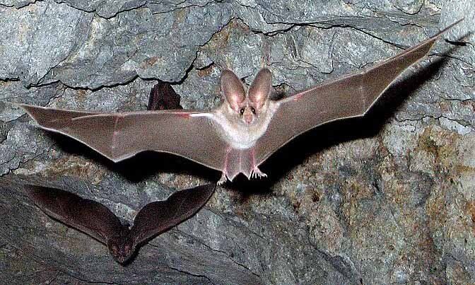 Naturschutz Füttern von Wildtieren