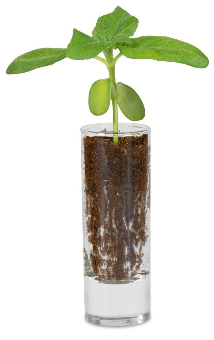 Livrée avec une pastille de terreau compressé et 1 sachet de graines Plante en verre