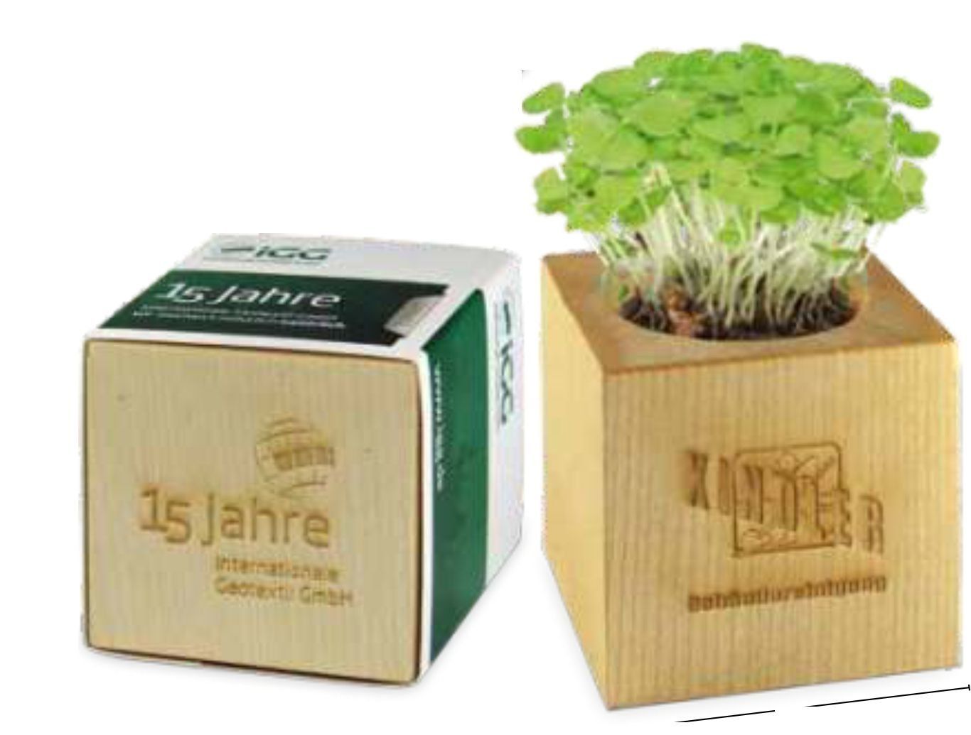 Pot en bois d'érable, livré avec une pastille de terreau compressé et 1 sachet de graines au choix Pot cube bois Maxi - 6 x 6 x 6 cm