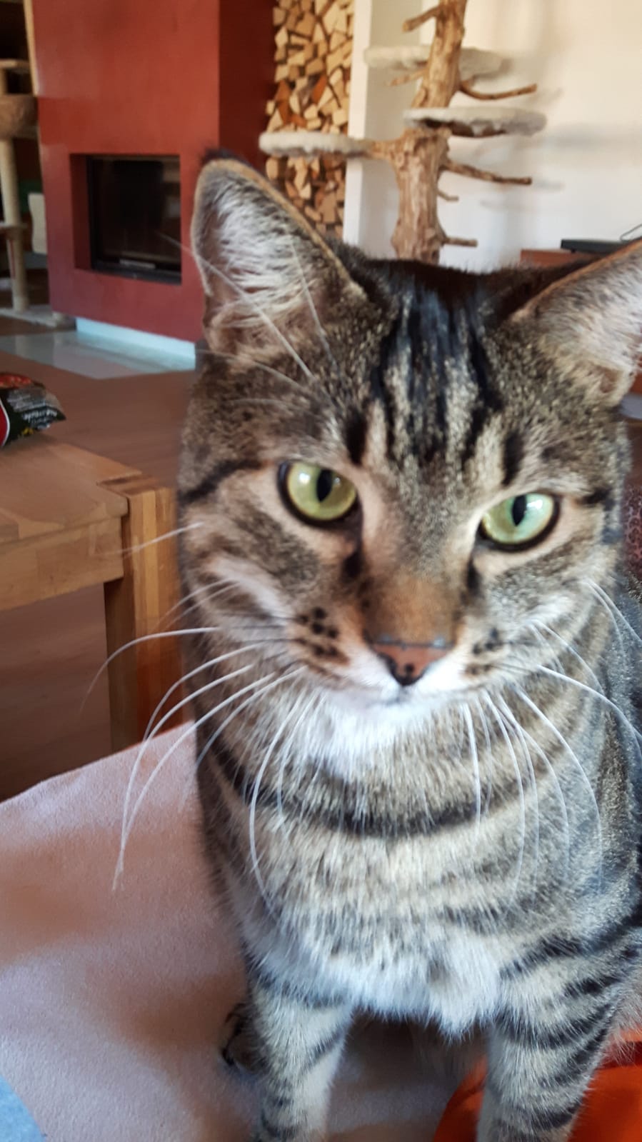 Foto Kater Bubi