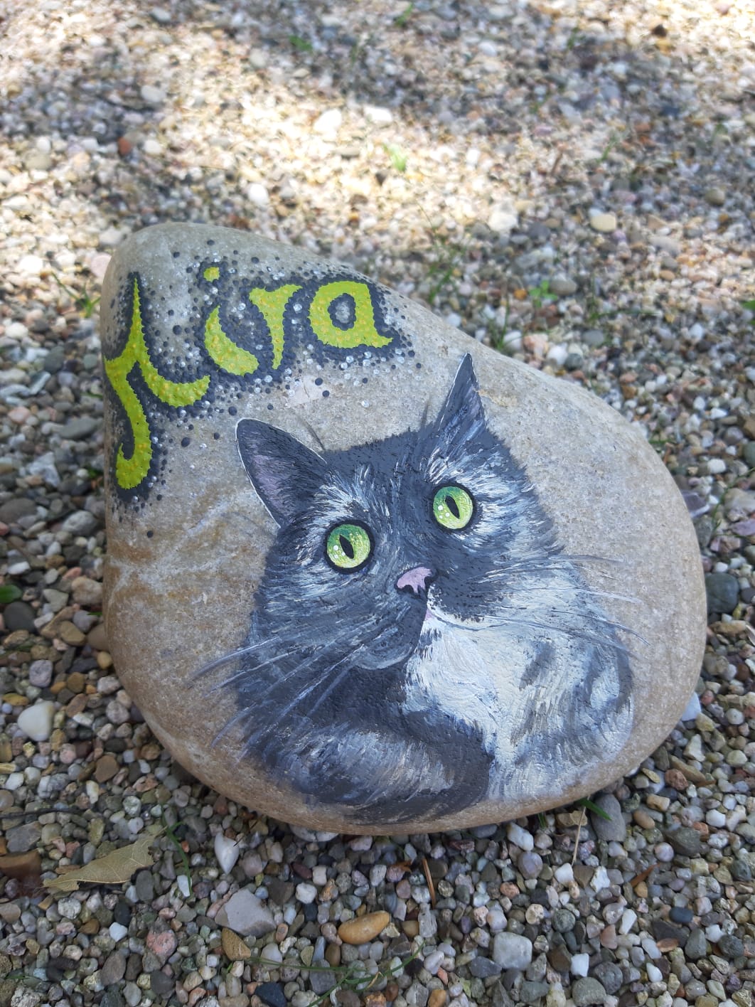 silbergraue Rassekatze mit weiß