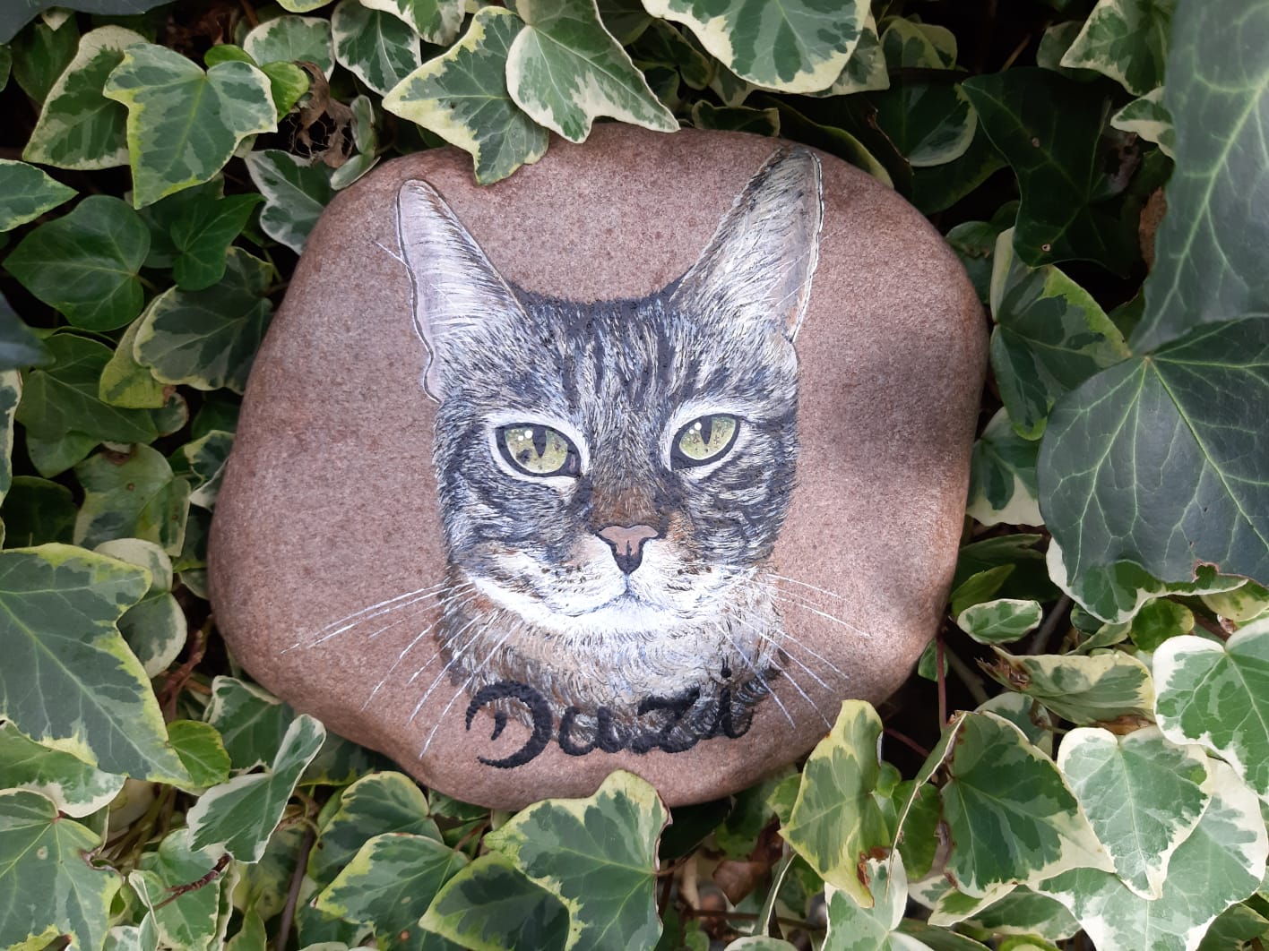 graugetigerter Kater