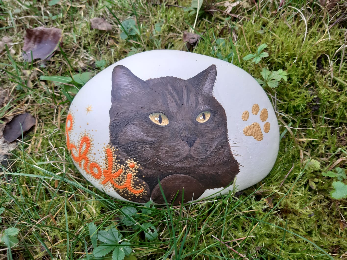 Braune Rassekatze mit dickem Kopf