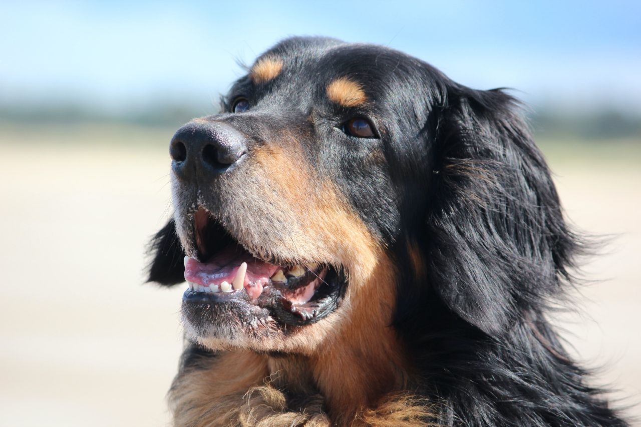 Foto Portrait Balduin