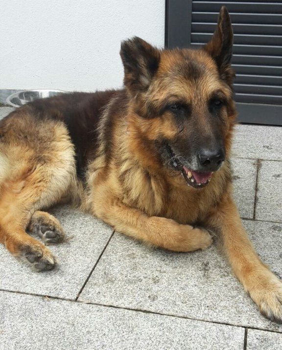 Foto Schäferhund Asto liegend