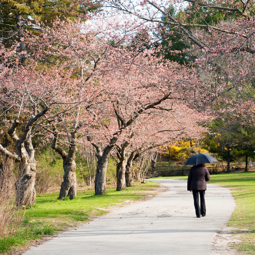 La Sylvothérapie au Japon