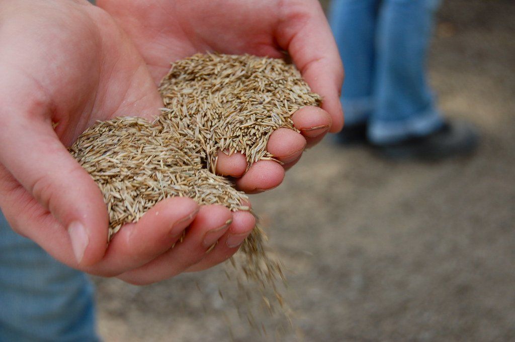 Grass Seed
