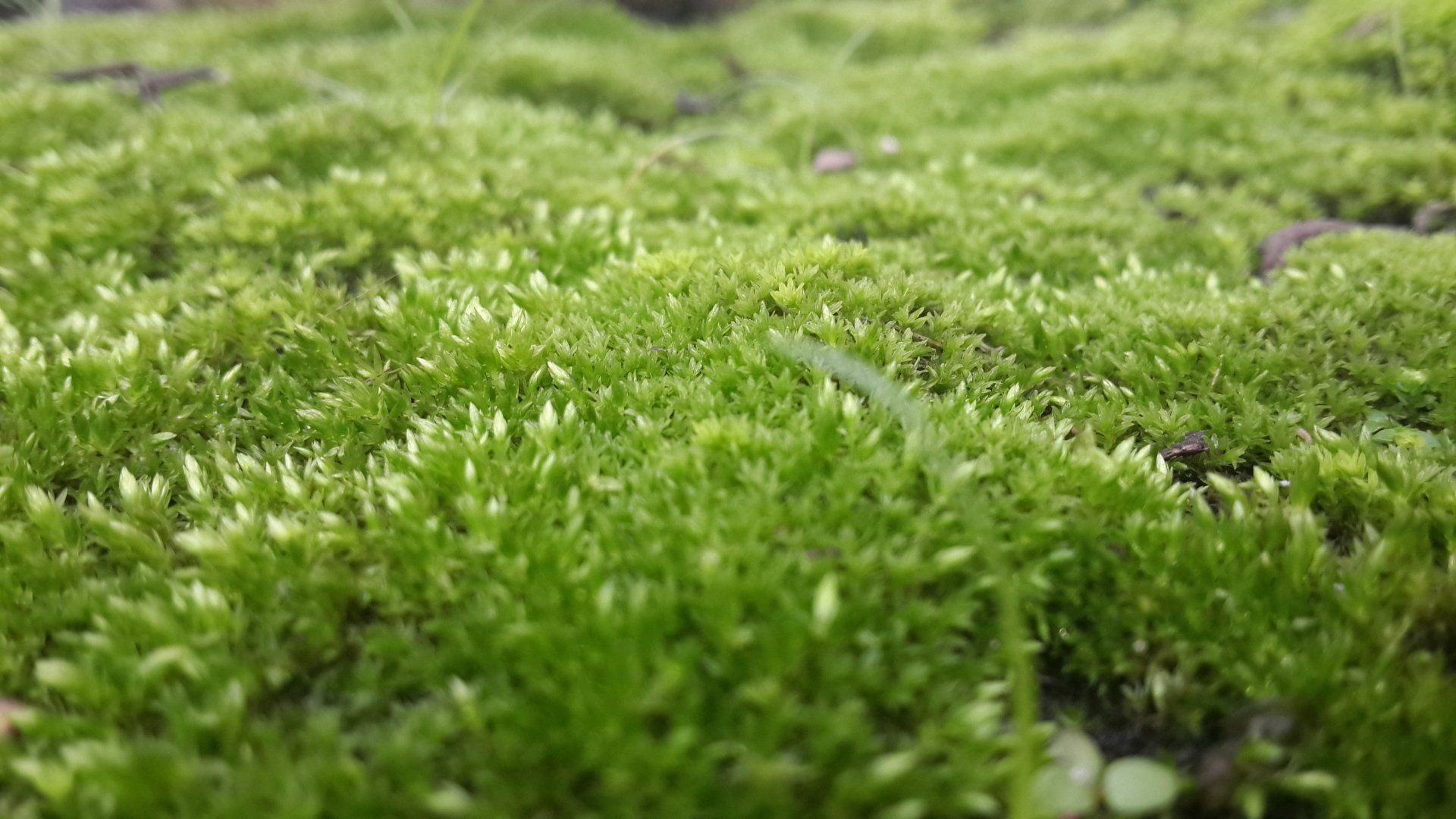 Moss Control