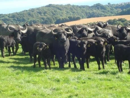 A herd of cattle in a field