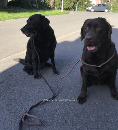 labrador retriever chocolat et noir