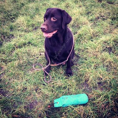 labrador chocolat chien de chasse