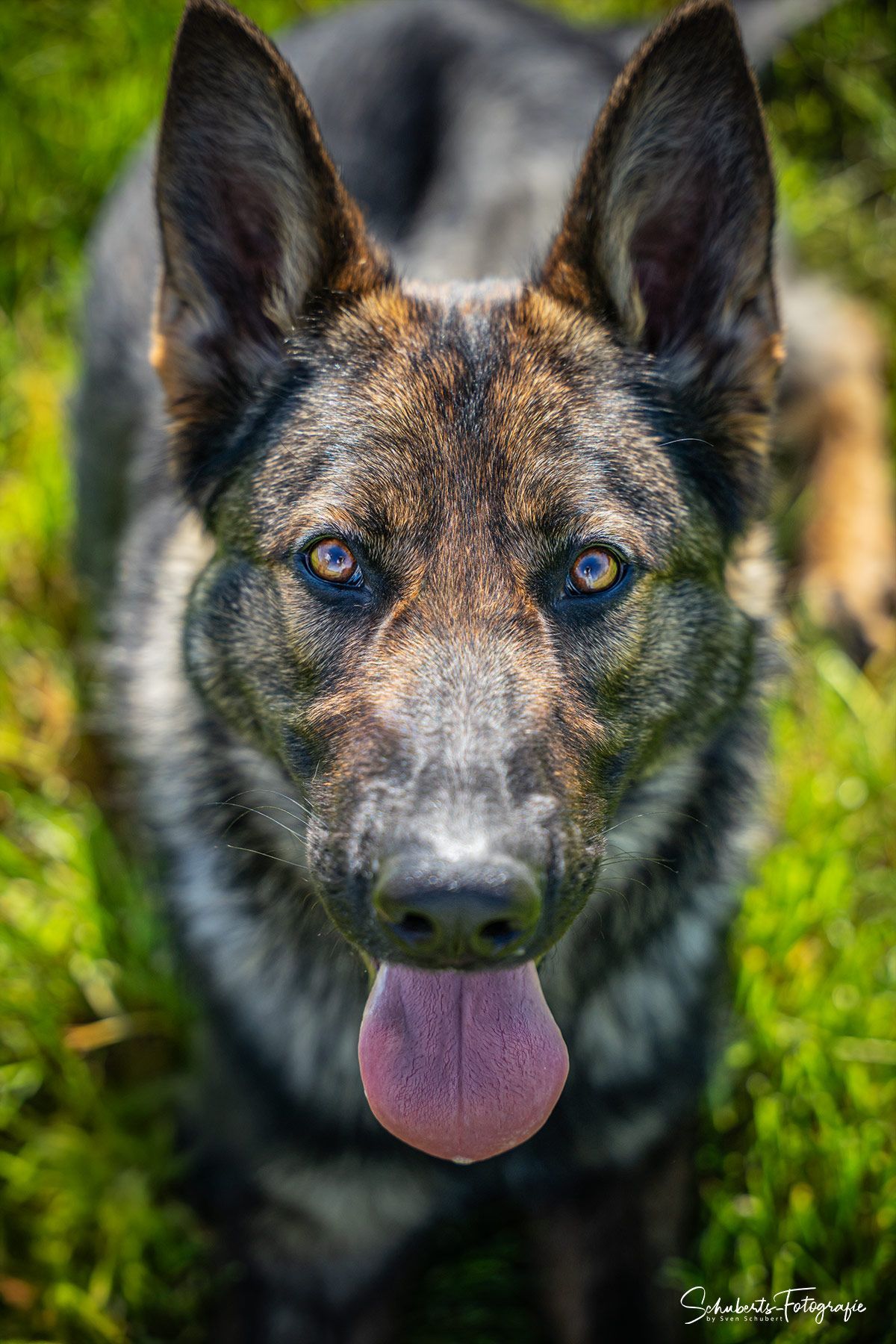 hundefotoshooting