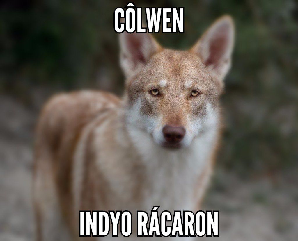 Saarloos Wolfhund Schönheit