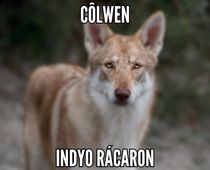 Saarloos Wolfhund Schönheit