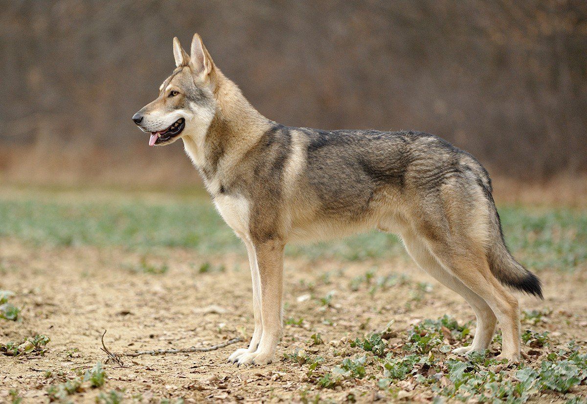 Lucan Kadin van de Kilstroom