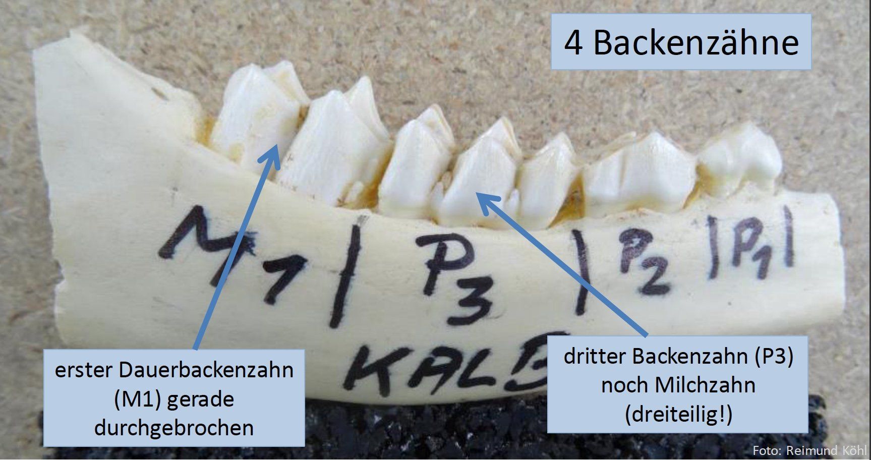 Abb. 1, oben: Der Unterkieferast mit Backenzähnen eines Kalbs. Typisch 4 Backenzähne, der dritte Backenzahn P 3 ist noch Milchzahn Abb. 1, oben: Der Unterkieferast mit Backenzähnen eines Kalbs. Typisch 4 Backenzähne, der dritte Backenzahn P 3 ist noch Milchzahn