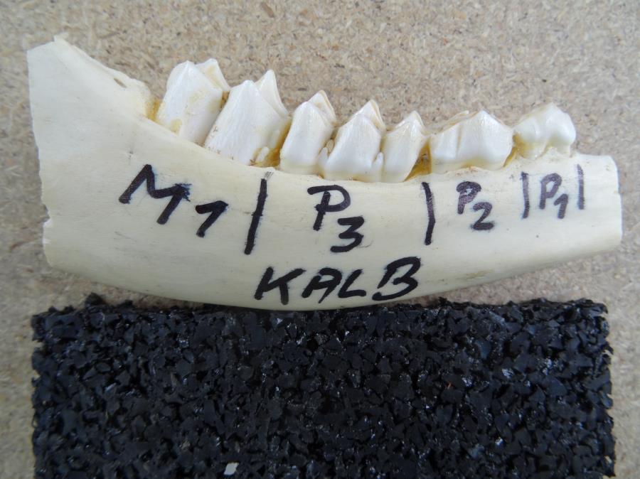 Abb. 1, oben: Der Unterkieferast mit Backenzähnen eines Kalbs. Typisch 4 Backenzähne, der dritte Backenzahn P 3 ist noch Milchzahn Abb. 1, oben: Der Unterkieferast mit Backenzähnen eines Kalbs. Typisch 4 Backenzähne, der dritte Backenzahn P 3 ist noch Milchzahn