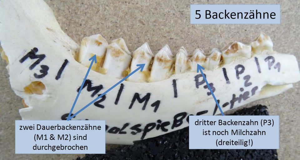 Abb. 1, oben: Der Unterkieferast mit Backenzähnen eines Kalbs. Typisch 4 Backenzähne, der dritte Backenzahn P 3 ist noch Milchzahn